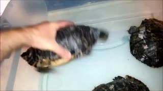 Remarkable Progress in Aquatic Turtle Rehabilitation