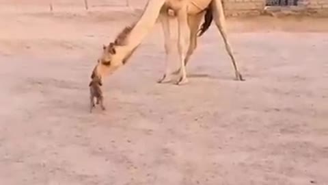 CUTE FLUFFY DOG AND CAMEL best friends