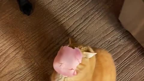 Cat Gets Ham to the Face