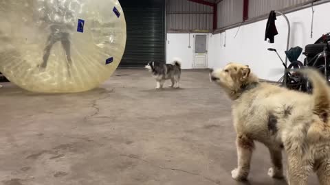 We Got A Giant Zorb Ball And The Dogs Go Crazy! Its Massive! (Phil’s Not Convinced!!)