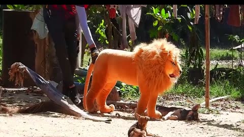 Best Prank Collection Top 15 - Fake Lion Prank Real Dog Super Funny -Part-3