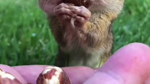 Adorable Chipmunk Stuffing His Face #shorts #viral #fyp