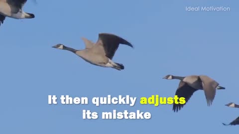 Wisdom Of The Geese - Best Motivational Video