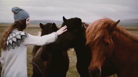 Young happy woman in lopacea sweater feeding Icelandic horses with bread and stroking they