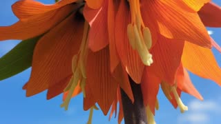 Fritillaria imperialis, Imperial crown