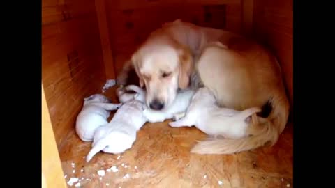 Dogs funny video / Puppies Mother Love / Cute Dogy