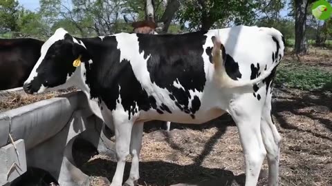 🐄 Cows Grazing in Harmony with Nature's Melody 🍃🎶