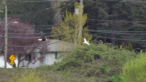 Ross Goose being chased by a Bald Eagle, Panama Flats, Victoria BC