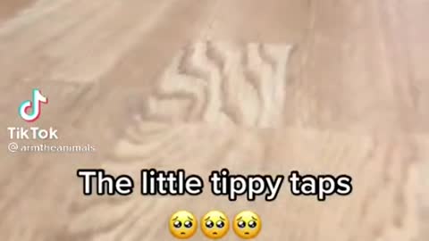 The little tippy taps