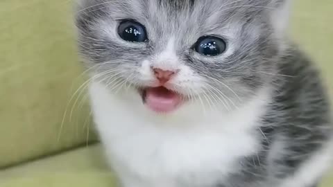 Cat is talking 😝 | funny cute cat 😺