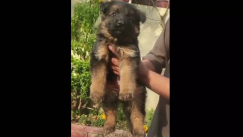Free dog adoption labrador, golden retriever, Rottweiler, German Shepherd 🔥🔥