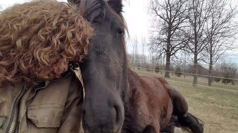 Friesian loving