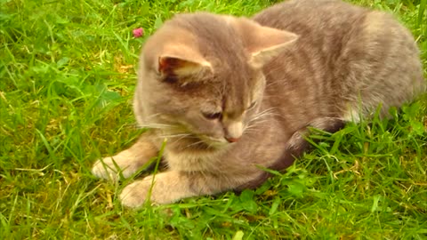Cute cat lies in the meadow and listens to the birds