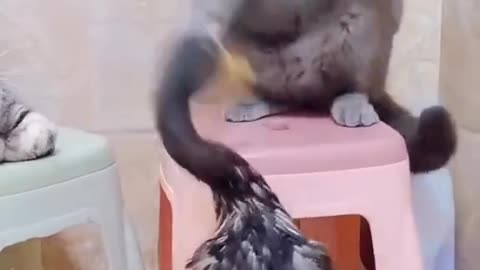 Funny Cat Fight