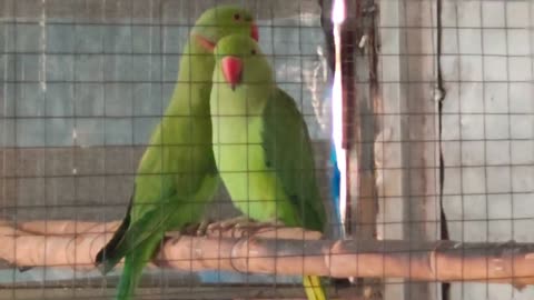 Green parrot ka pair mil gaya