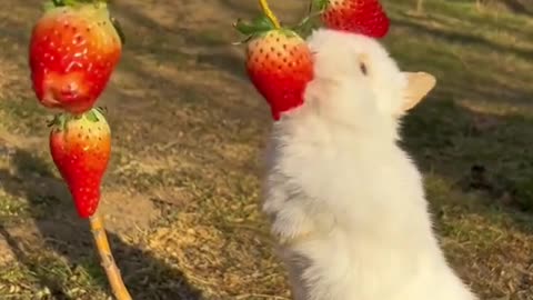 Cute baby rabbit eating fruit