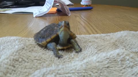 BABY BOX TURTLE TRIES TO SING AFTER EATING