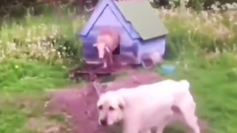 Funny animals # funny videos of animals #