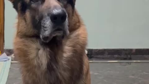 German Shepherd's reaction to "No" :)