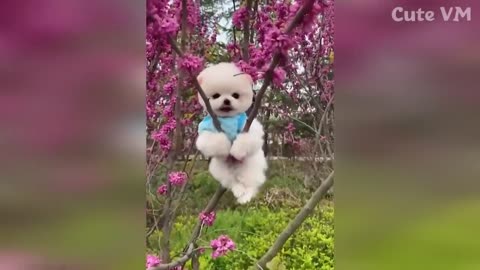 cute pomeranian puppies doing cute things..