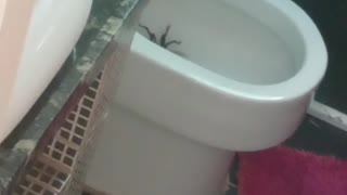 Giant Spider Gets Set on Fire in Toilet Bowl