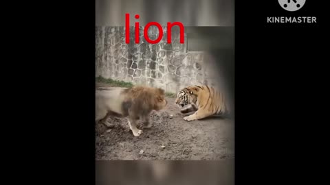 New fighting lion vs lion