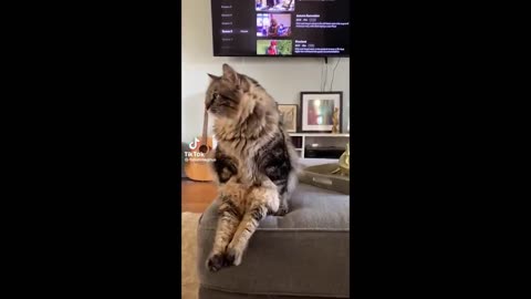 FUNNY CAT MEMES COMPILATION 4