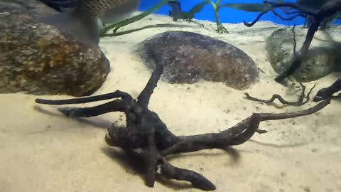 aquarium #fish #relaxingmusic #4k #aquariumrelax #coralreef #underwater