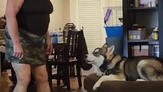 Back Talking Husky Having an Argument