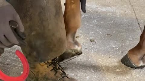 samdracottfarrier satisfyingvideos horse oddlysatisfying