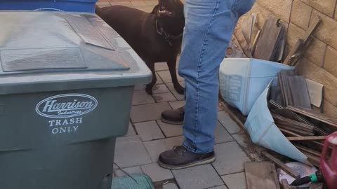 Dog takes out the trash