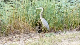 Sunnyhill Restoration Area Herons. Umatilla, Florida. December 2016.