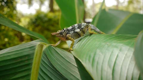 raoul-kopacka__two-horned-chameleon.