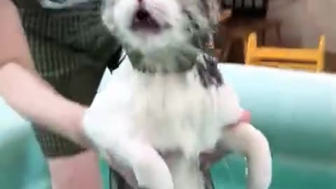 Unique cat Swimming in water 🥰😘