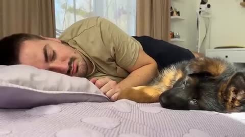 German Shepherd Puppy Wakes Up Owner [Cutest Alarm Clock Ever]