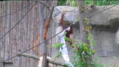 Orangutan 'dressed up for party' escapes the rain at Rostock Zoo