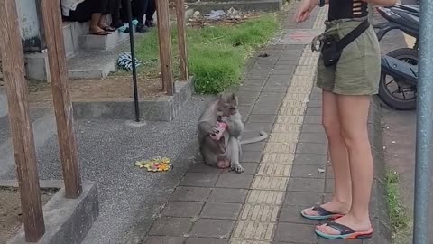 Monkey Swipes Woman's Drink