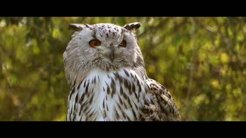 Owls 🦉 nature