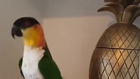 Dancing parrot