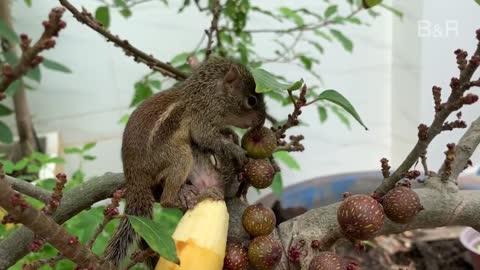 Happy Squirrels Eating Banana
