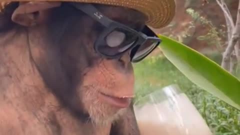 Monkey eating ice cream 🍦 juice