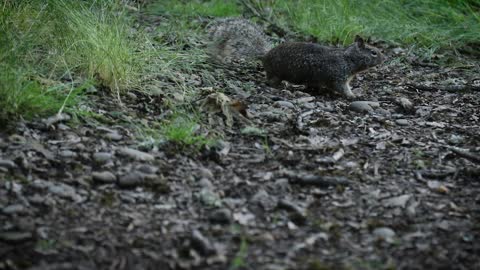 Squirrels Being Too Cute in Bush Park