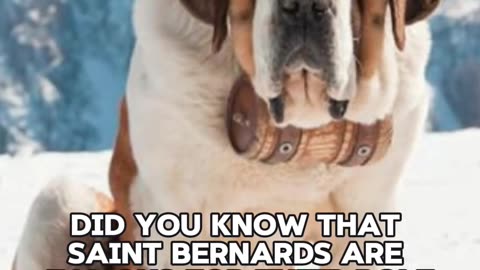 How to Choose the Perfect St. Bernard Puppy for You 🐾 #shorts #saintbernard #dogbreed