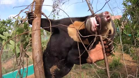 14 Reasons Sun Bears Are Your New Favourite Animal | Bears About The House | BBC Earth