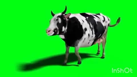 Funny cows dance