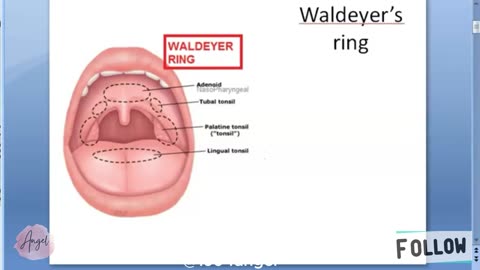 ENT Waldeyer Ring External structure importance internal external Tonsil Pharynx cervical lymph node