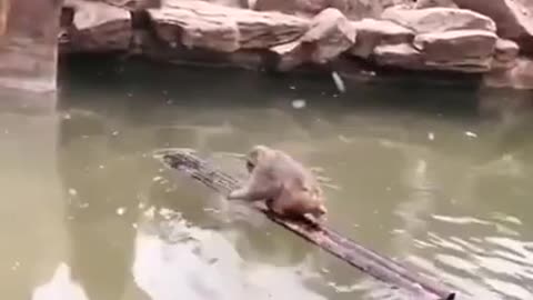 Monkey Crossing The River With The Help of a Wooden Sleeper #shorts #viral #shortsvideo #video