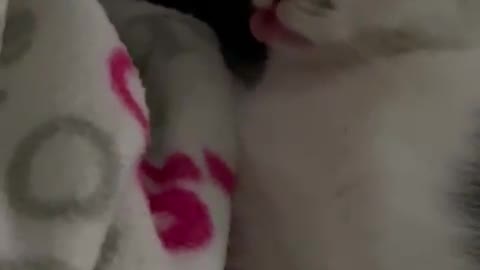 Sleepy Kitten Lets Tongue Hang Out