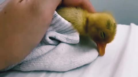Cute Duckling - A Funny Duck Videos Compilation || NEW HDR