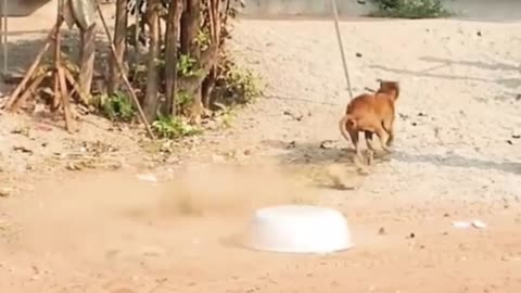 DOG V/S MAN Very funny video 🤣🤣😭